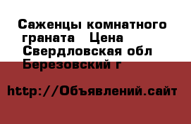 Саженцы комнатного граната › Цена ­ 200 - Свердловская обл., Березовский г.  »    